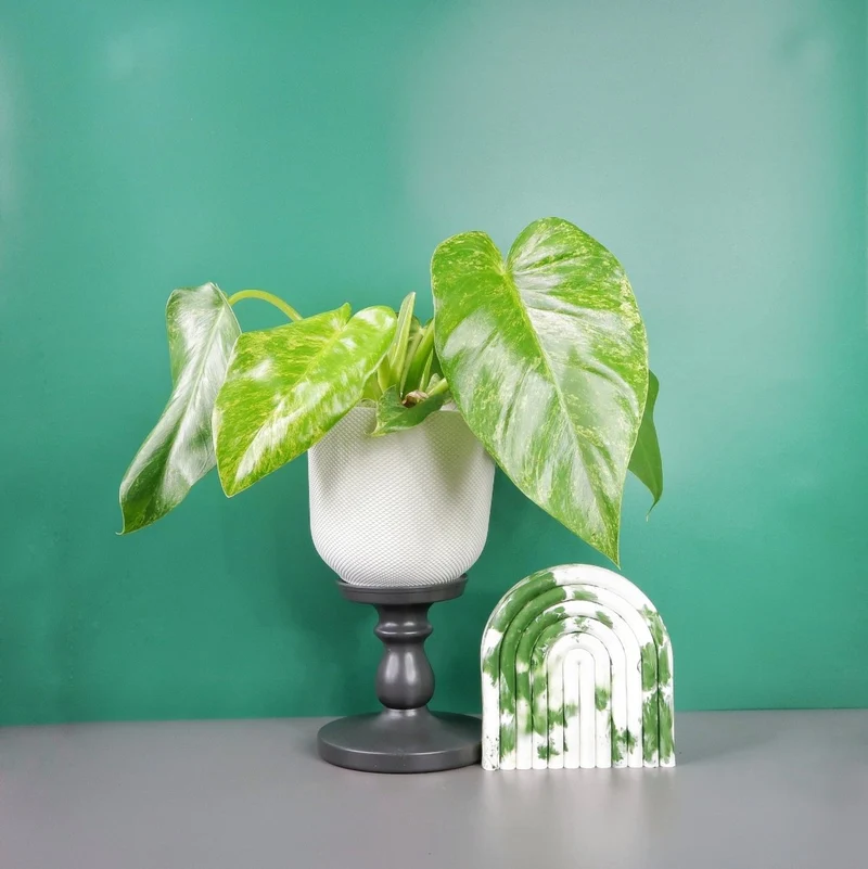 PHILODENDRON GIGANTEUM VARIEGATA