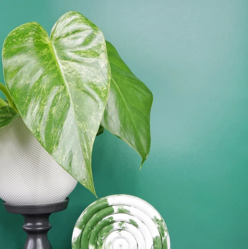 PHILODENDRON GIGANTEUM VARIEGATA