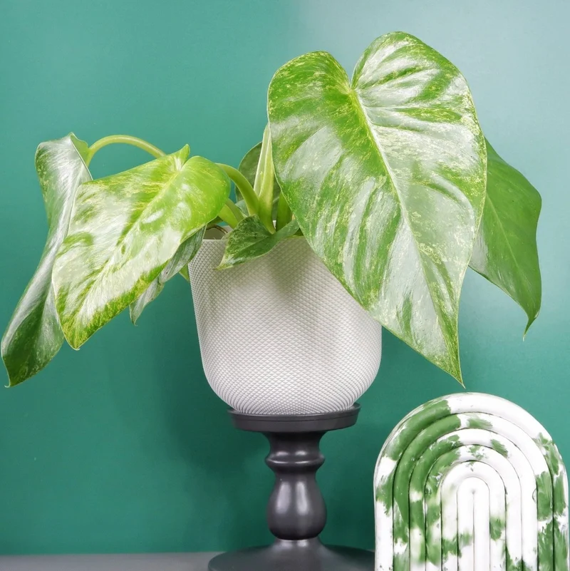 PHILODENDRON GIGANTEUM VARIEGATA