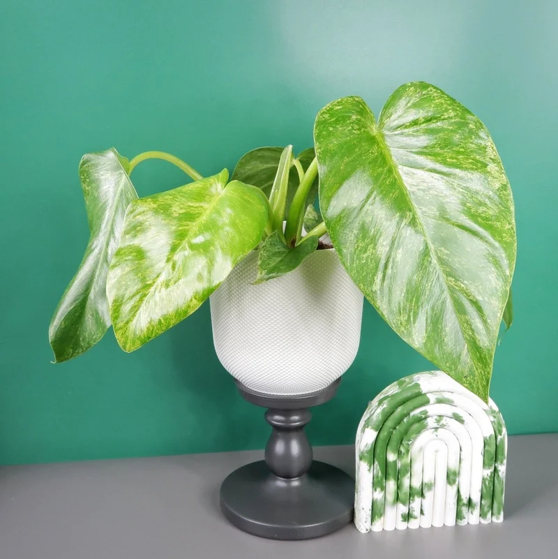 PHILODENDRON GIGANTEUM VARIEGATA