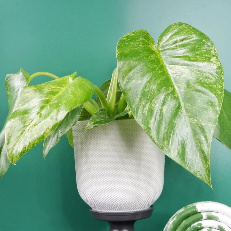 PHILODENDRON GIGANTEUM VARIEGATA