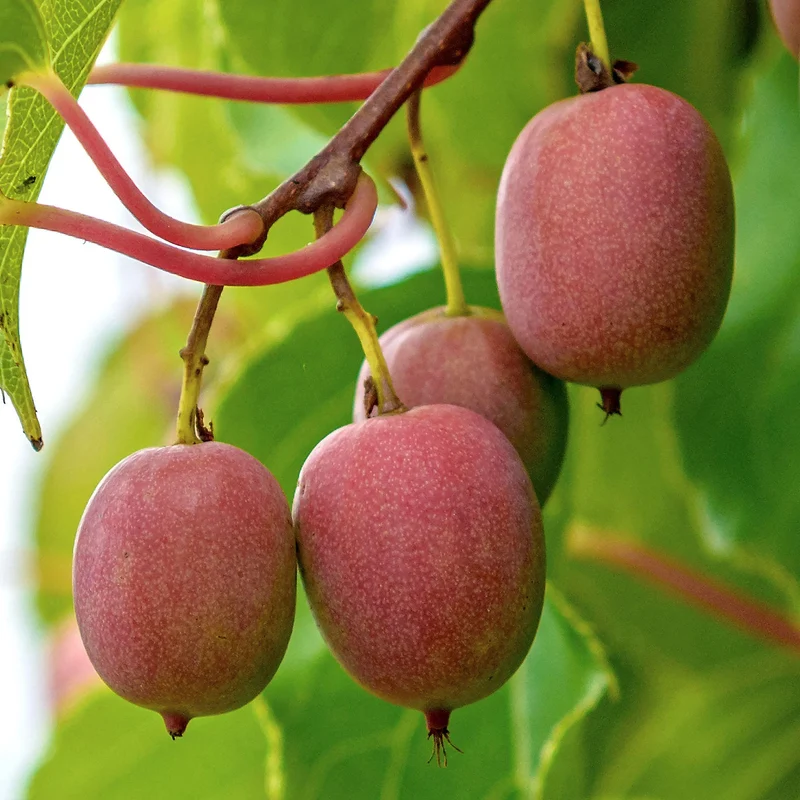 Mini-Kiwi 'Weiki'