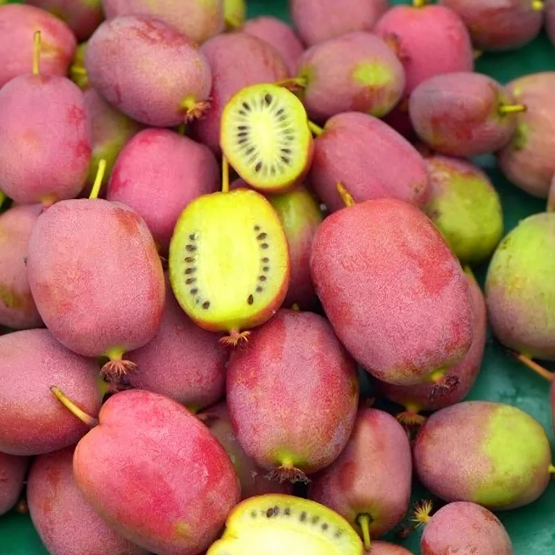 Mini-Kiwi 'Weiki'