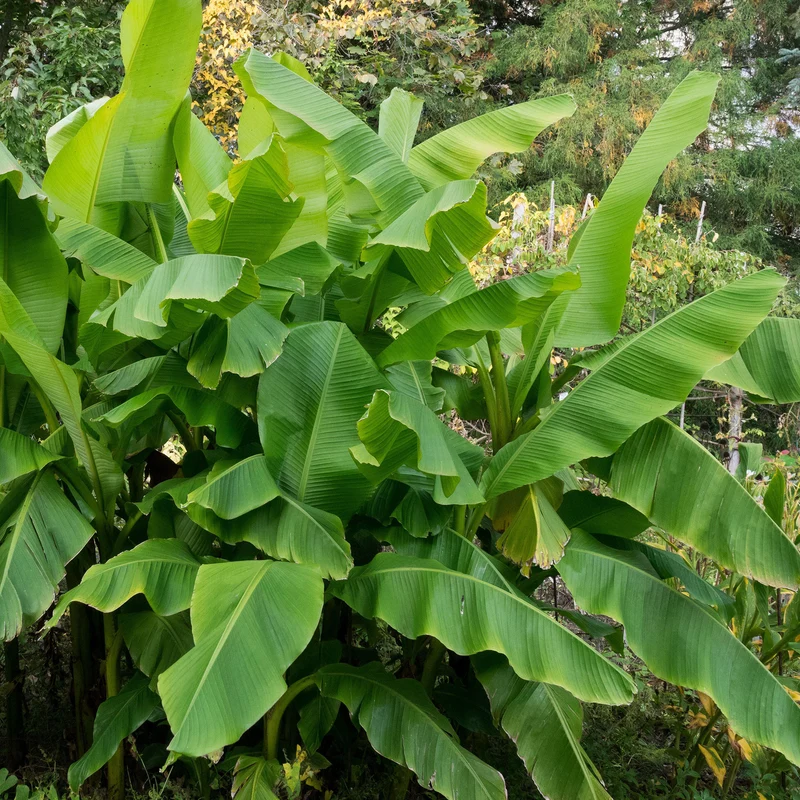 Japanische Faserbanane