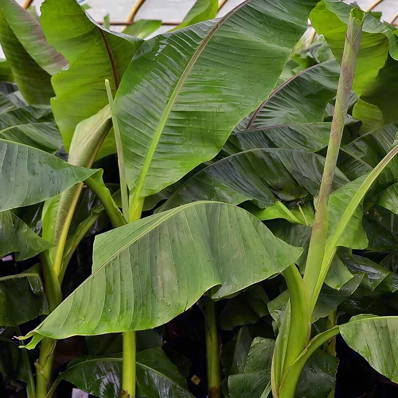 Japanische Faserbanane