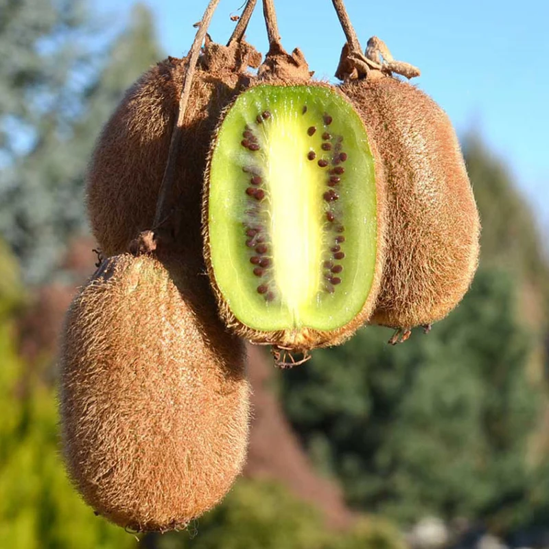 Kiwi 'Jenny'