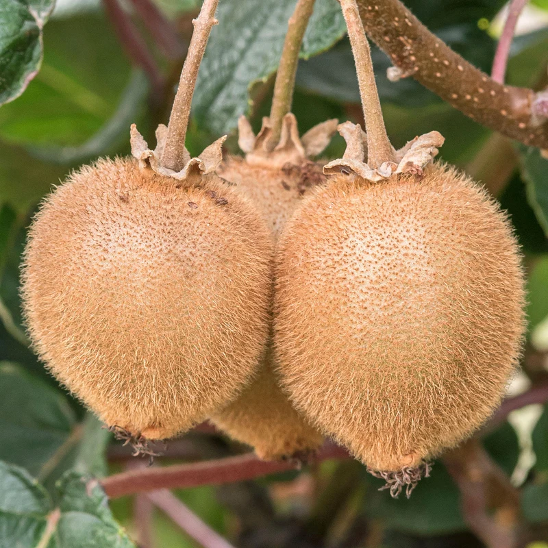 Kiwi 'Jenny'