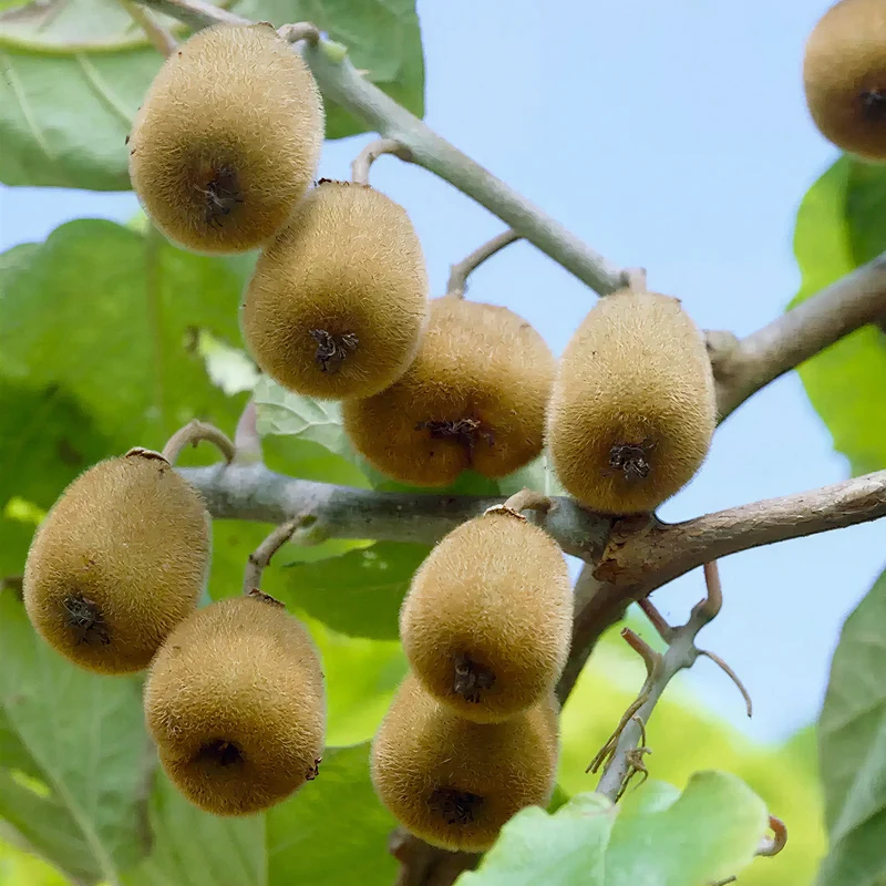 Kiwi 'Jenny'