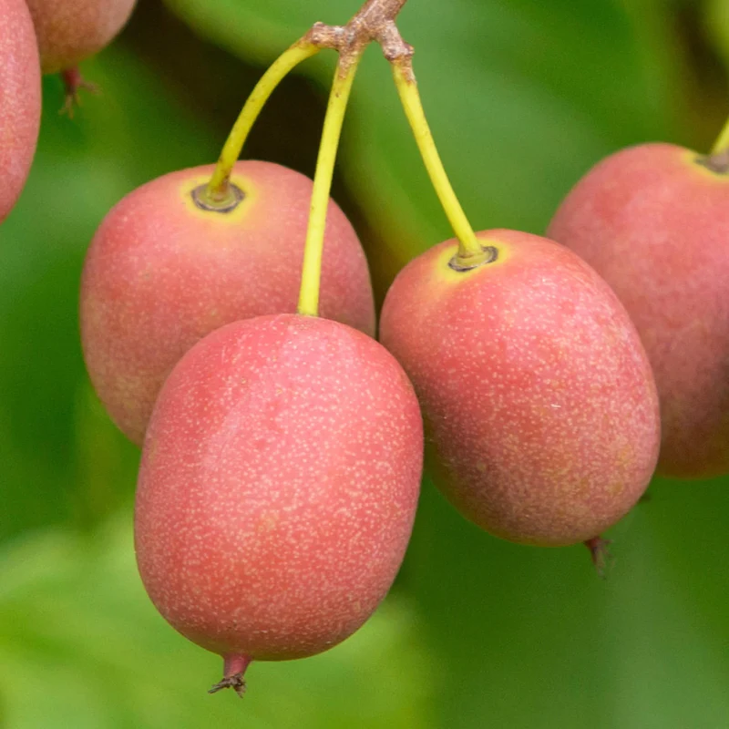 Mini-Kiwi 'Ken's Red'