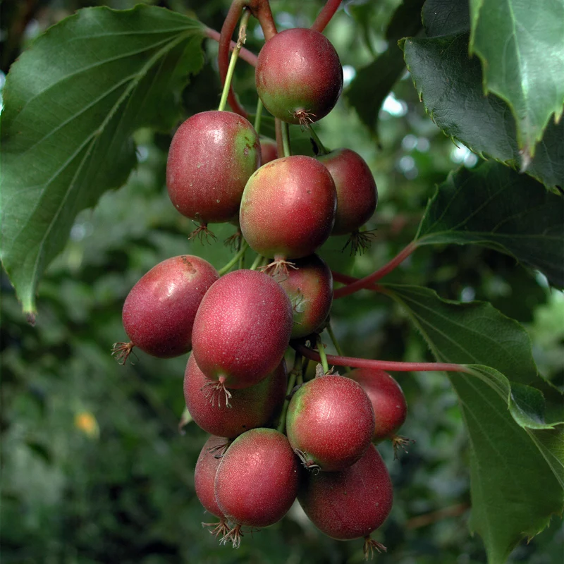 Mini-Kiwi 'Ken's Red'