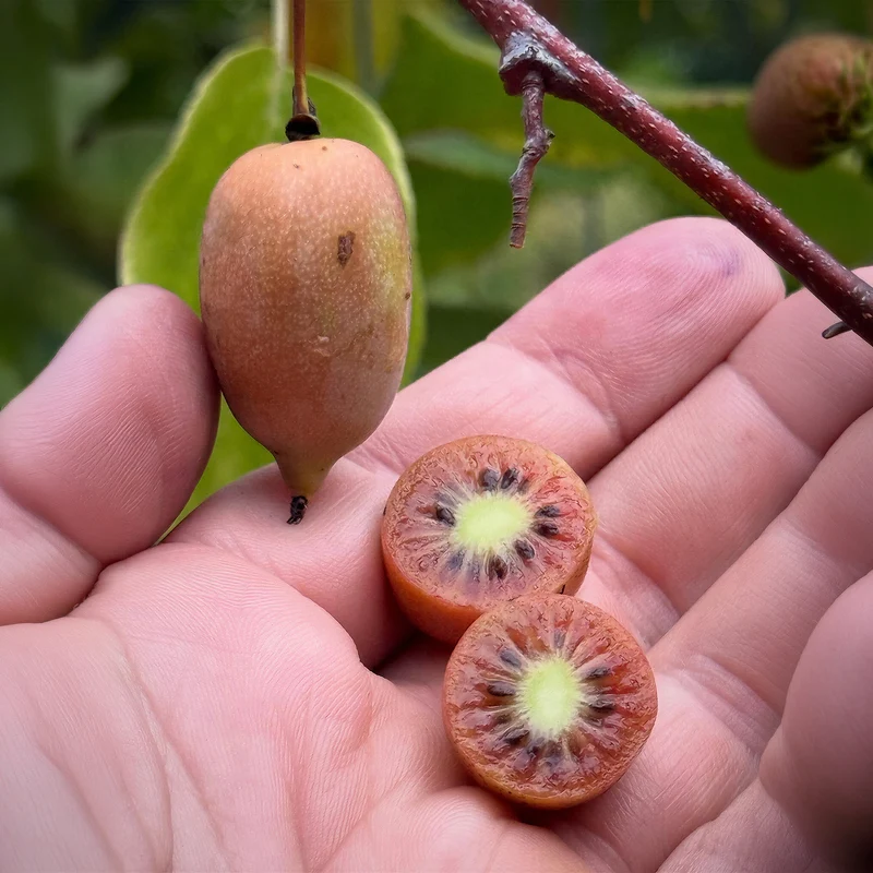 Mini-Kiwi 'Ken's Red'