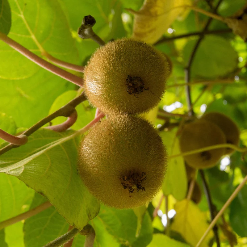 Kiwi 'Golden Kiwi'
