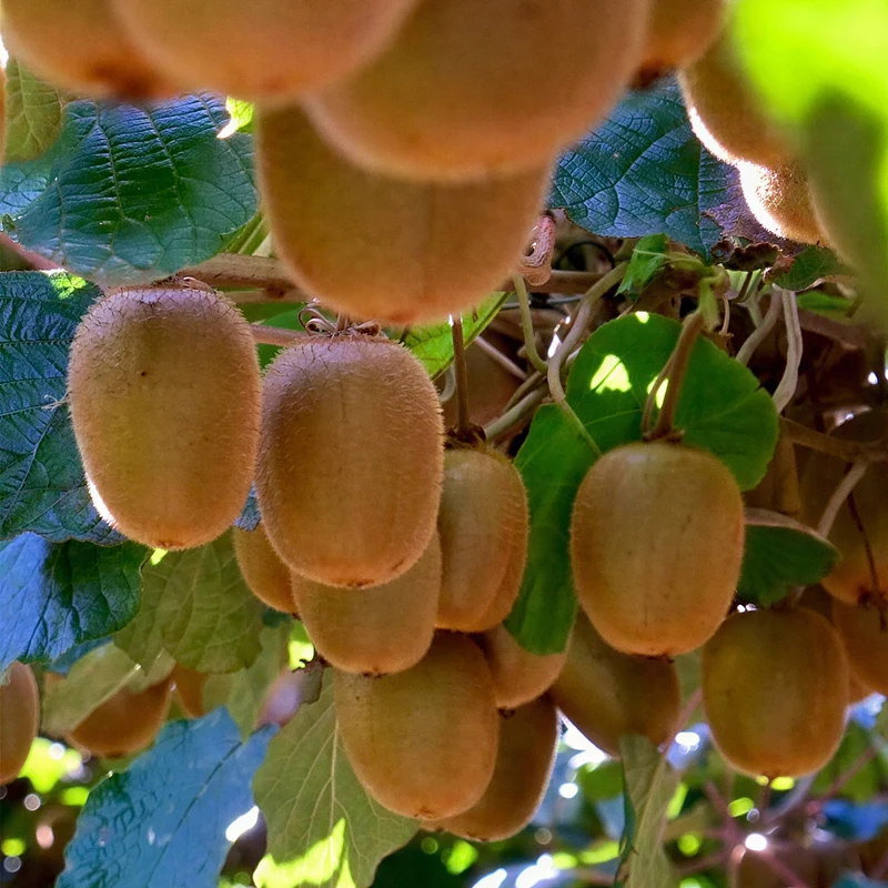 Kiwi 'Golden Kiwi'