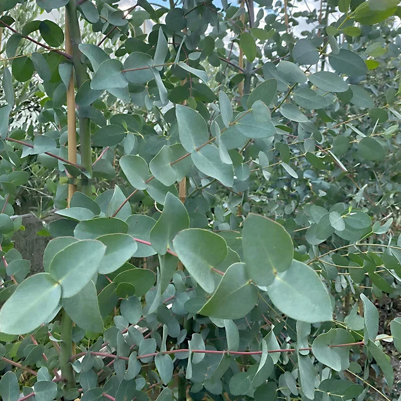 Mostgummi-Eukalyptus