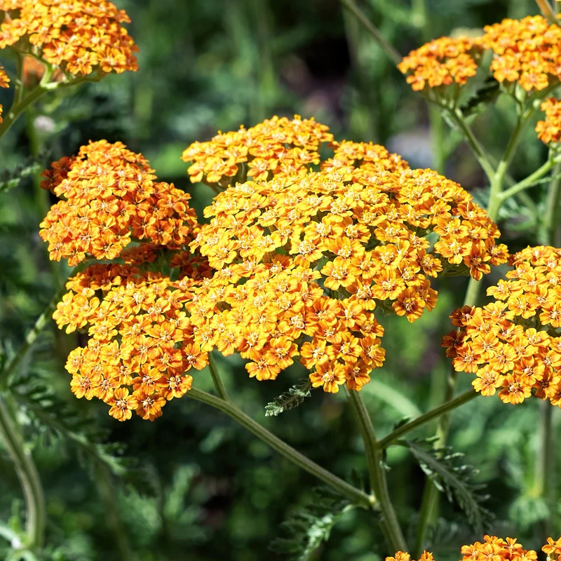 Schafgarbe 'Terracotta'