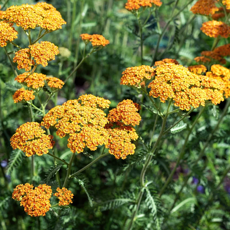 Schafgarbe 'Terracotta'
