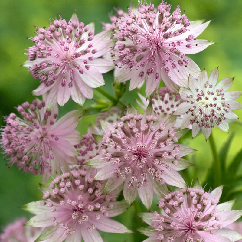 Sterndolde 'Buckland'