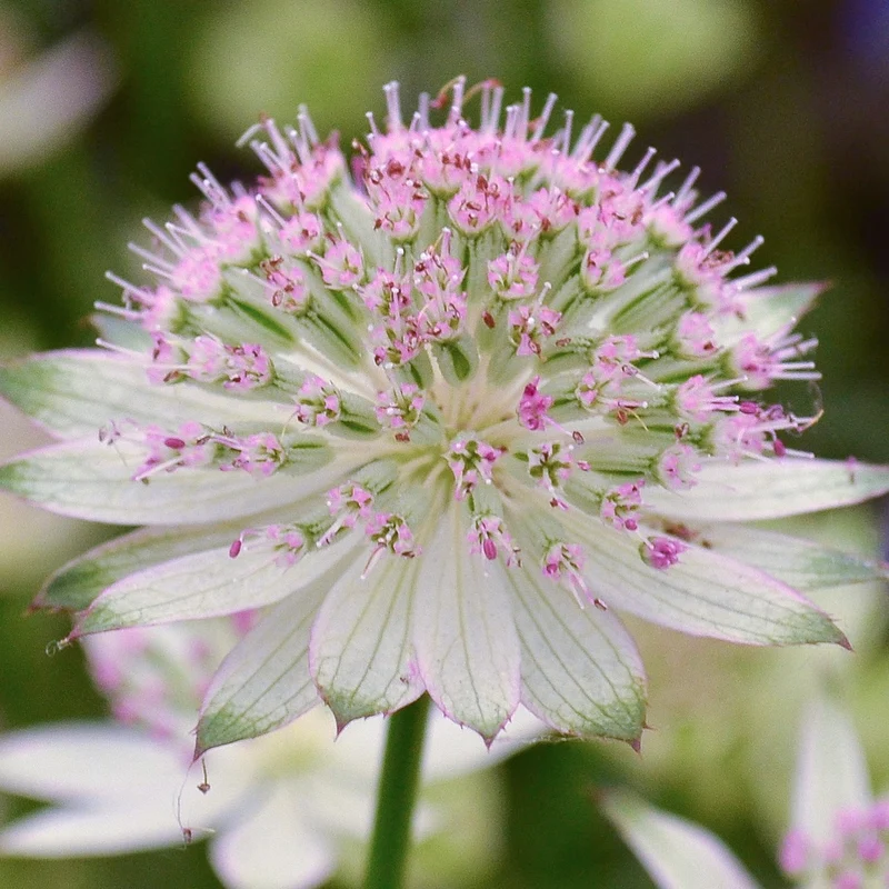 Sterndolde 'Buckland'