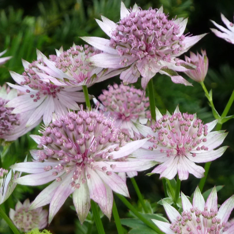Sterndolde 'Buckland'