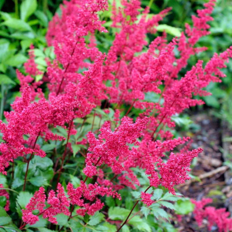 Prachtspiere 'Fanal'