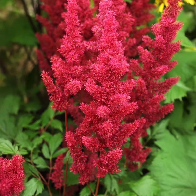 Prachtspiere 'Fanal'