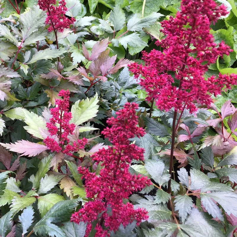 Prachtspiere 'Fanal'