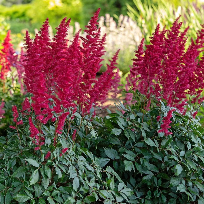 Prachtspiere 'Fanal'