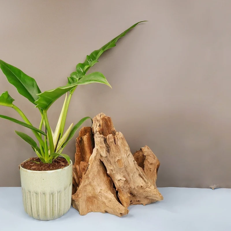 PHILODENDRON NARROW