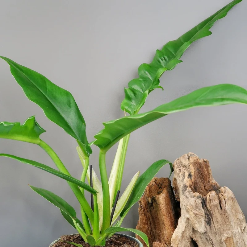 PHILODENDRON NARROW