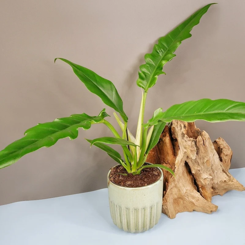 PHILODENDRON NARROW