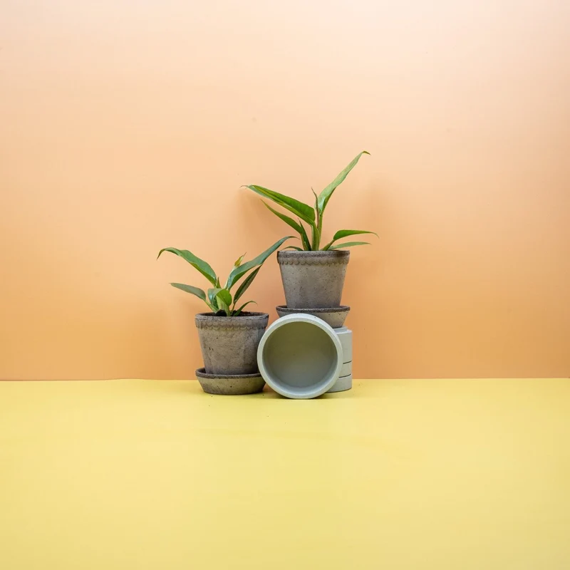 PHILODENDRON NARROW