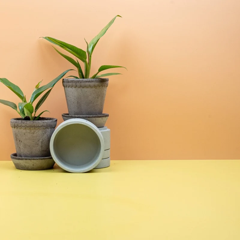 PHILODENDRON NARROW