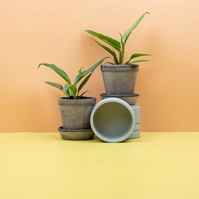 PHILODENDRON NARROW
