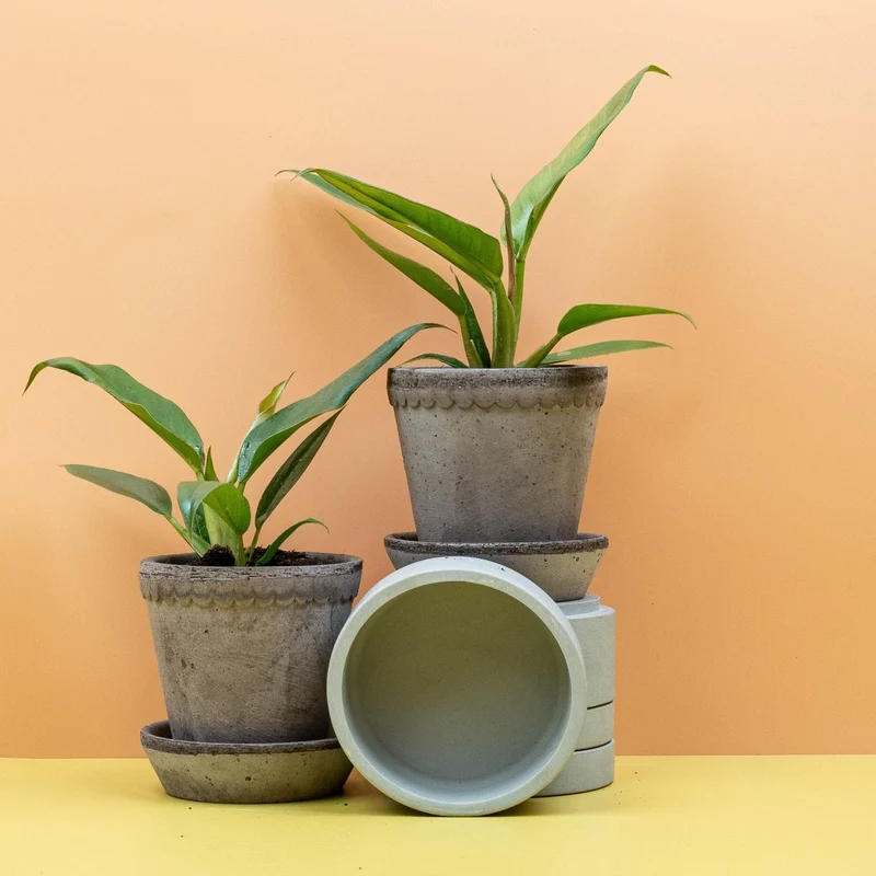 PHILODENDRON NARROW