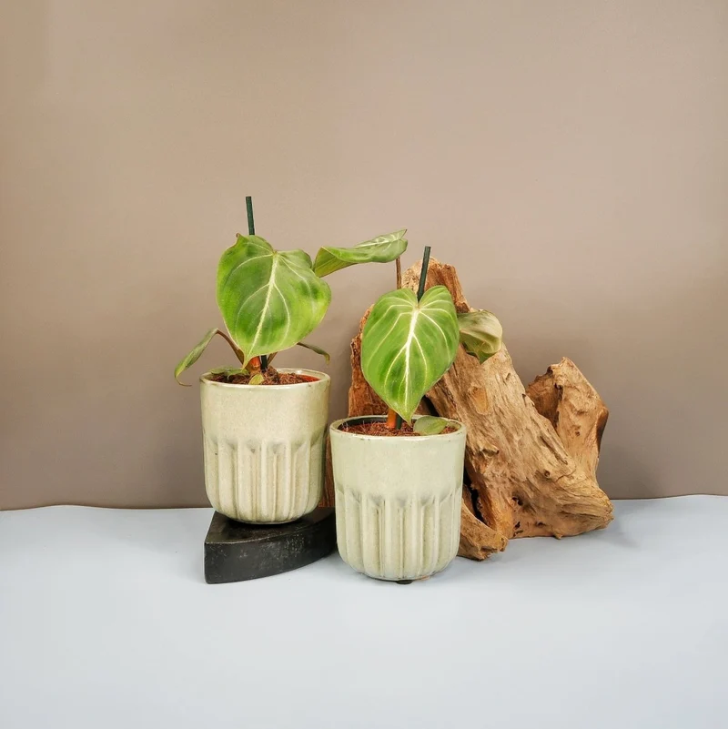 PHILODENDRON GLORIOSUM DARKFORM