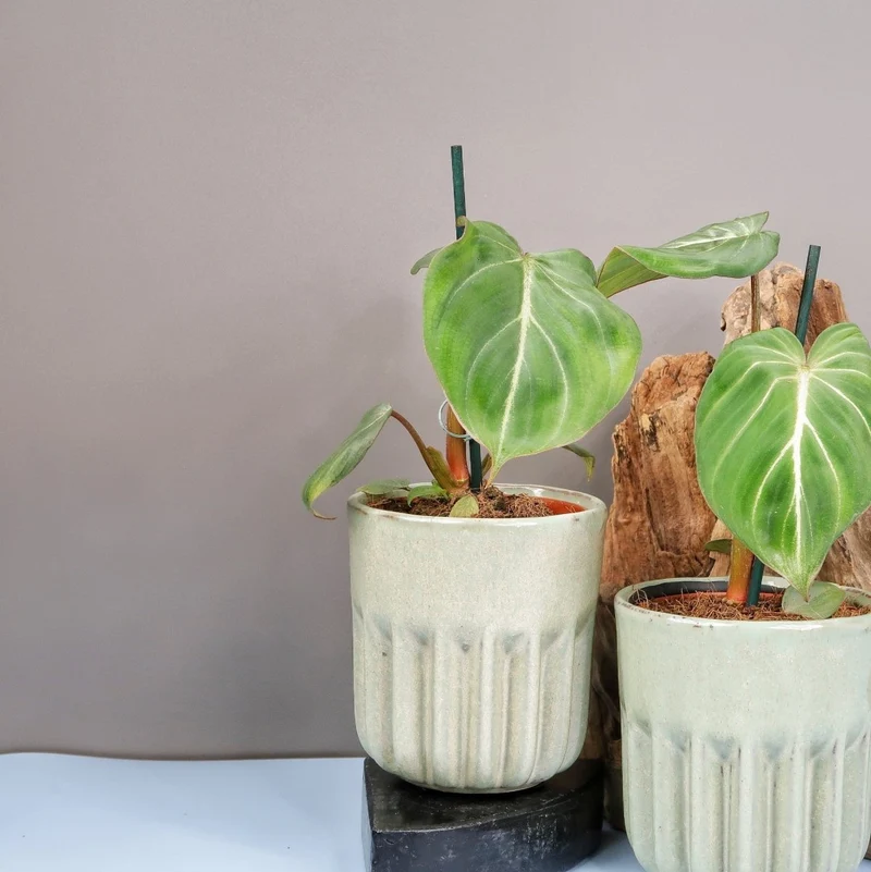 PHILODENDRON GLORIOSUM DARKFORM