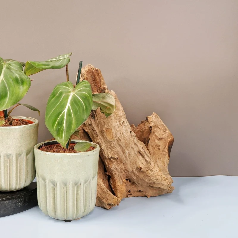 PHILODENDRON GLORIOSUM DARKFORM