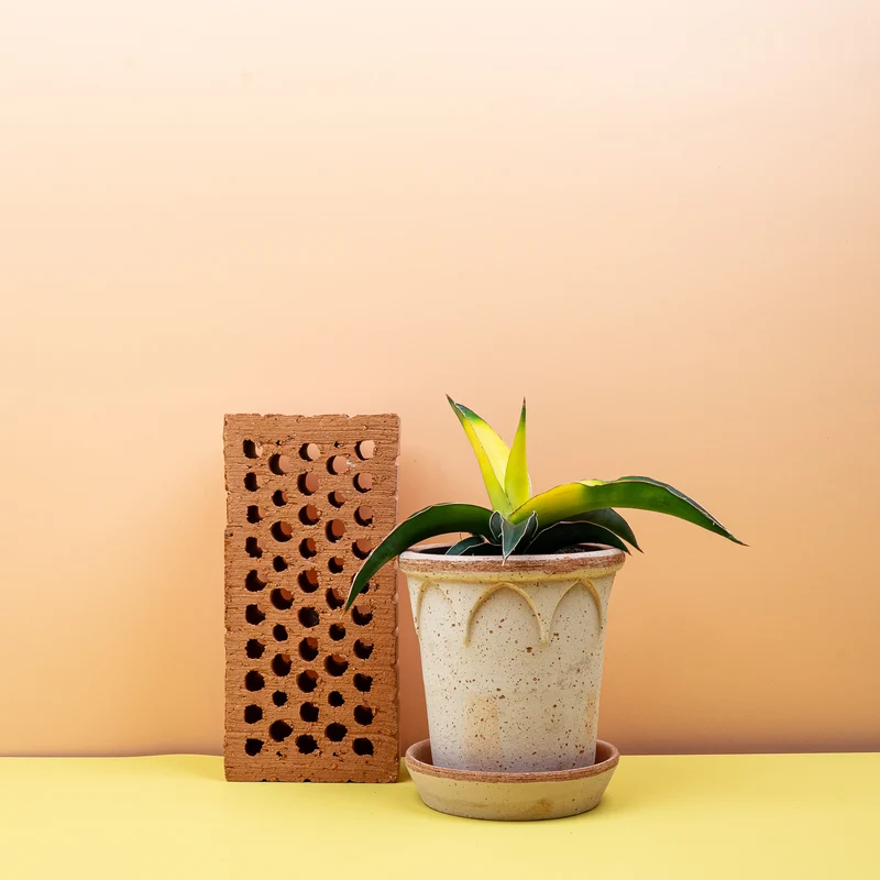 SANSEVIERIA STAR CANARY
