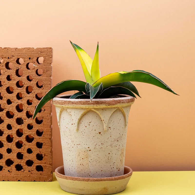 SANSEVIERIA STAR CANARY