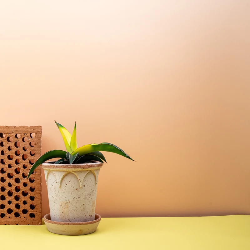SANSEVIERIA STAR CANARY