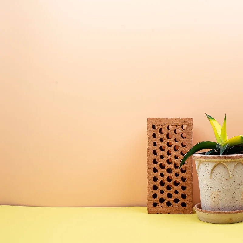 SANSEVIERIA STAR CANARY