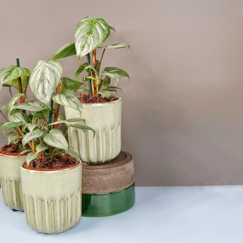 PHILODENDRON SODIROI