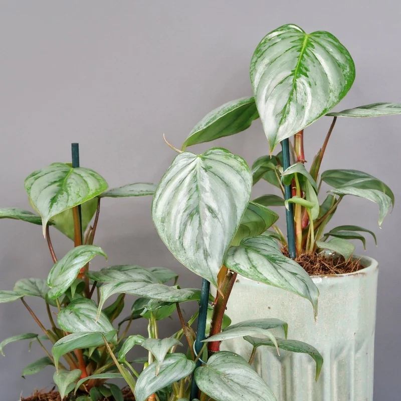 PHILODENDRON SODIROI