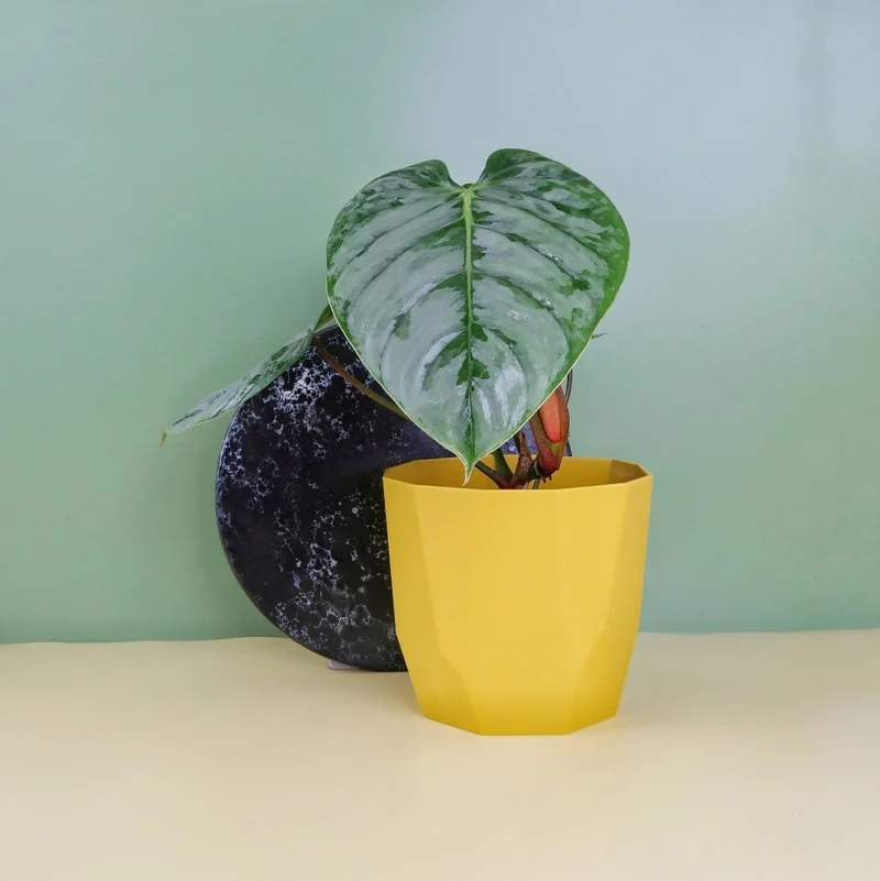 PHILODENDRON SODIROI