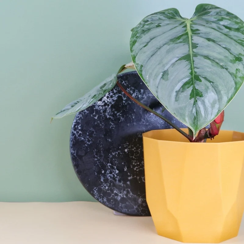 PHILODENDRON SODIROI