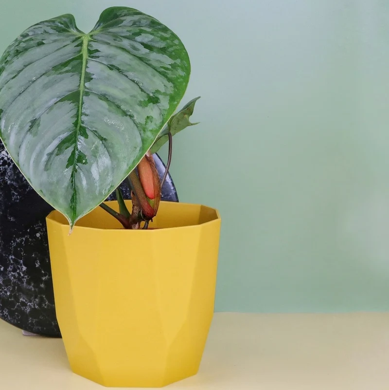 PHILODENDRON SODIROI
