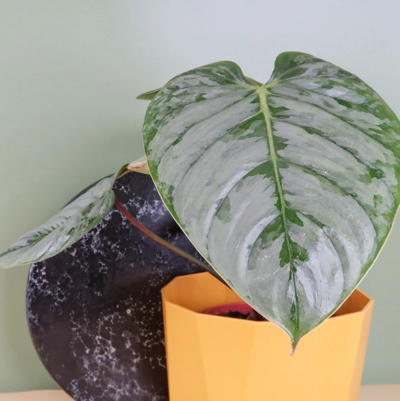 PHILODENDRON SODIROI