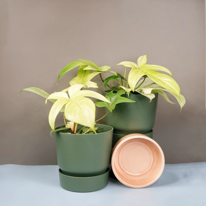 PHILODENDRON FLORIDA GHOST