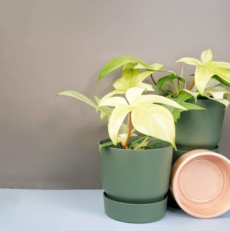 PHILODENDRON FLORIDA GHOST