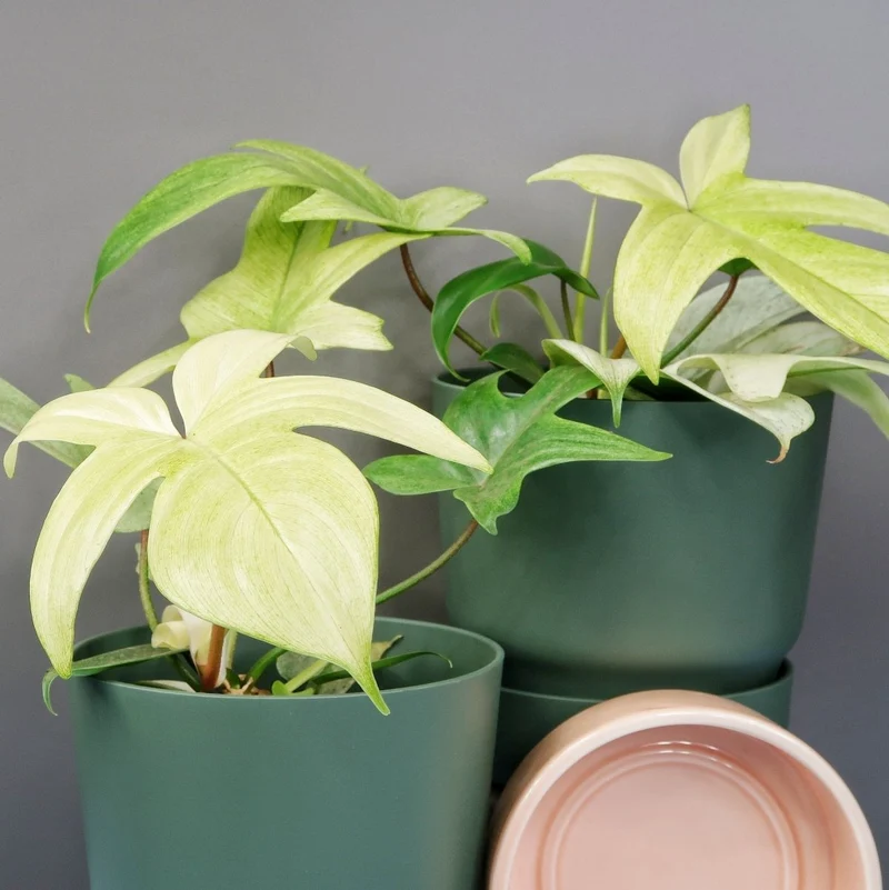 PHILODENDRON FLORIDA GHOST